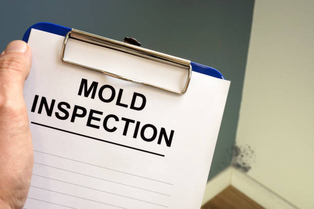 Why You Should Choose Our Mold Remediation Services in Hazlehurst, GA